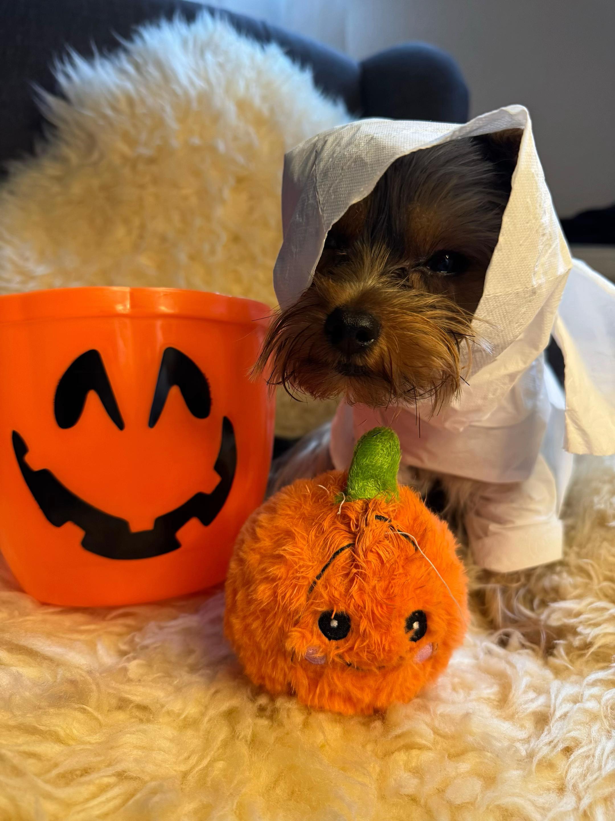 @teddyfromyork