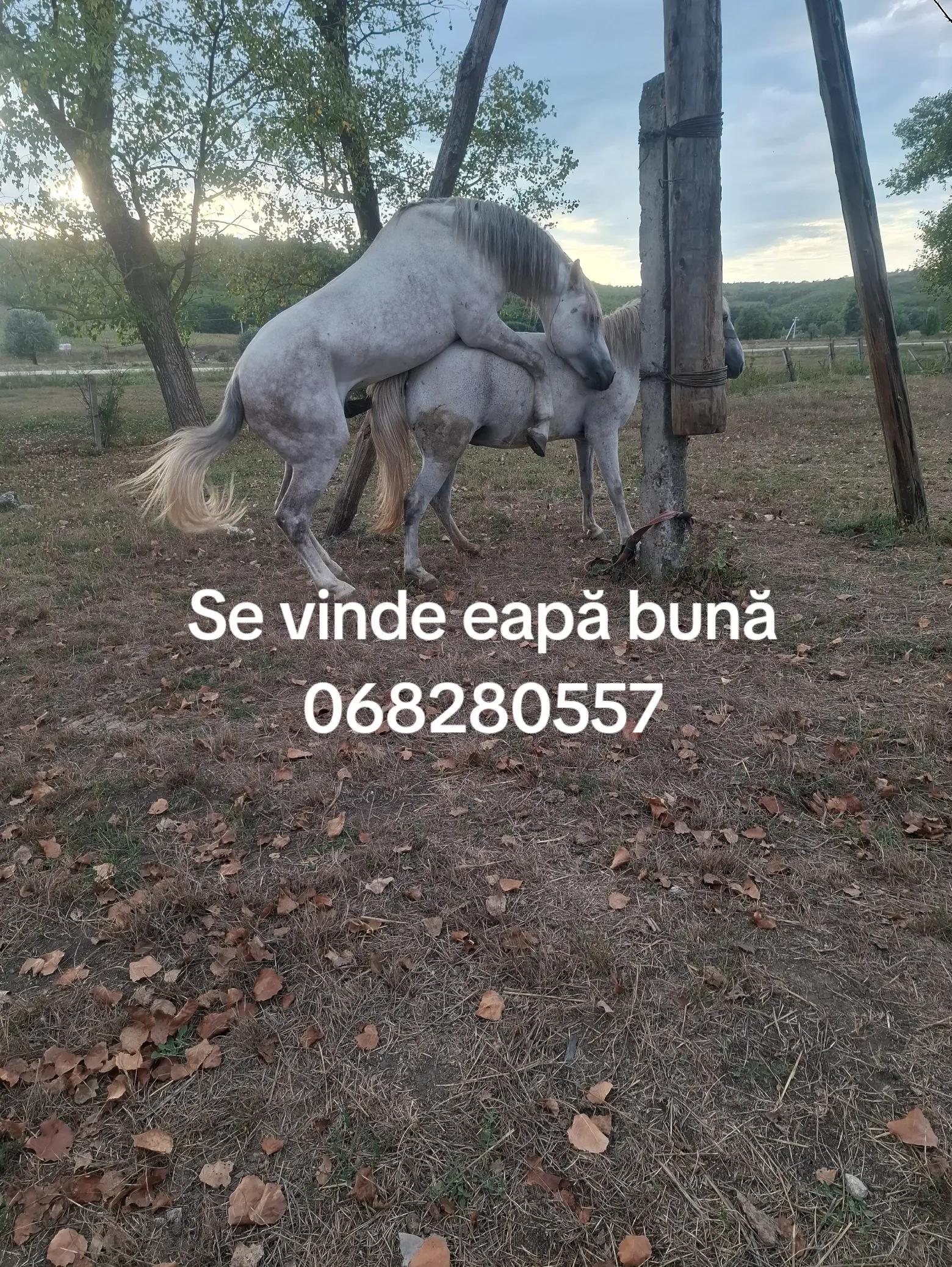 @romanbesleaga059