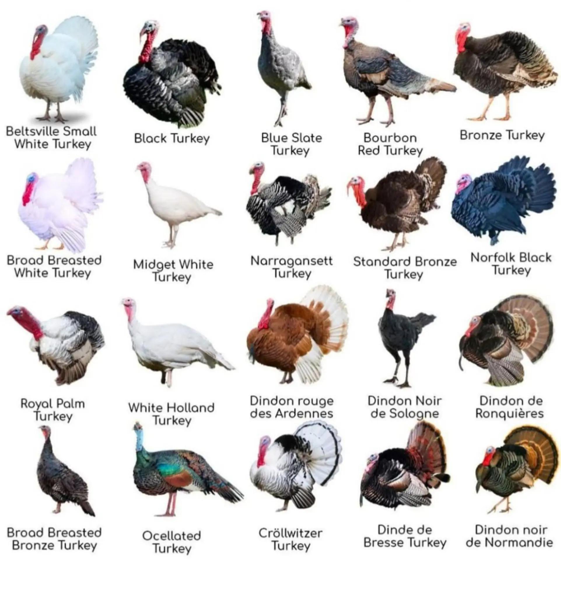 @Əziz Kürdəxanı FARM 𐱅𐰇𐰼𐰰
