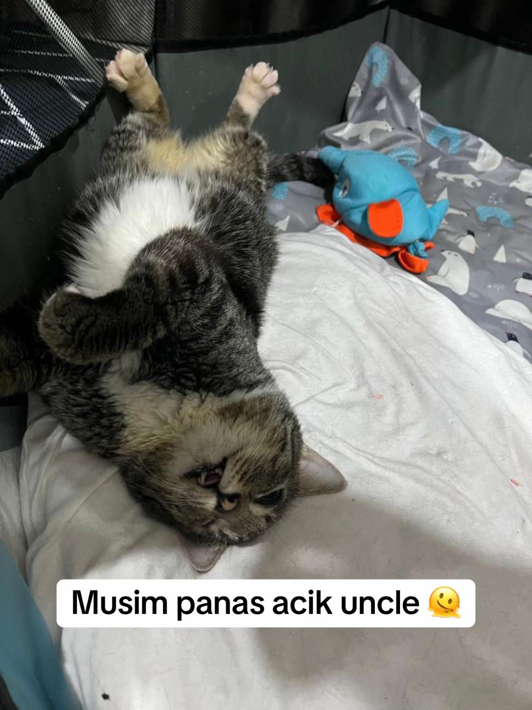 @gengbulus