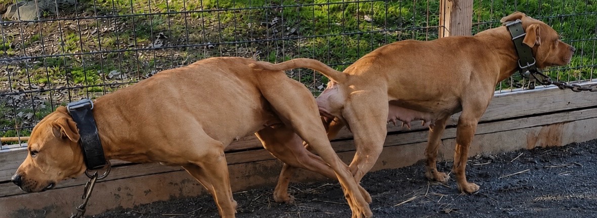 @Redboy Apbt Kennels