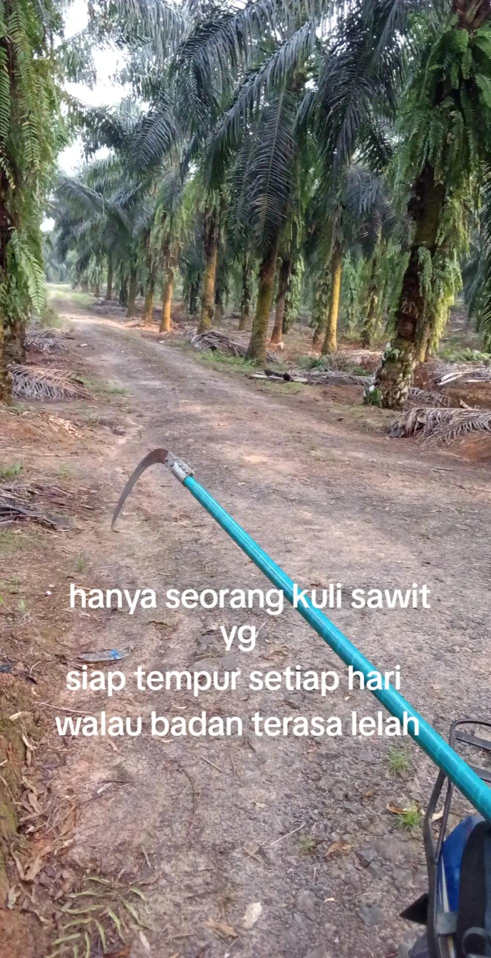 @saifull