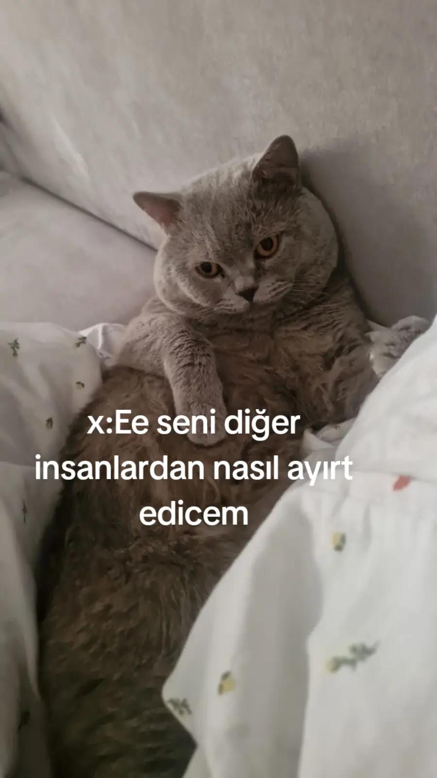 @Ceren