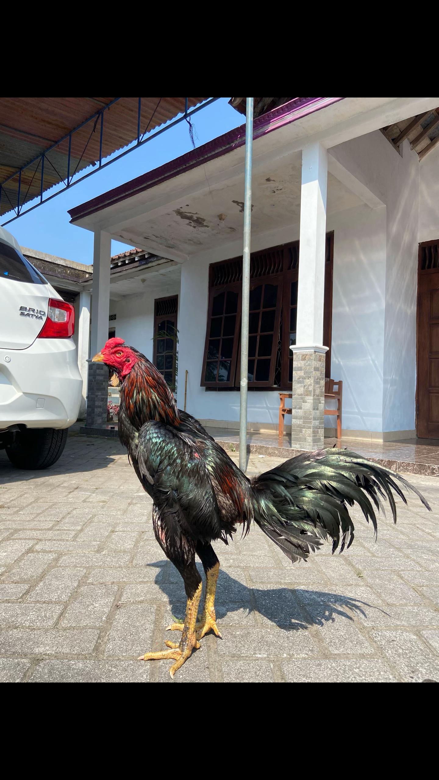 @dana pelajar