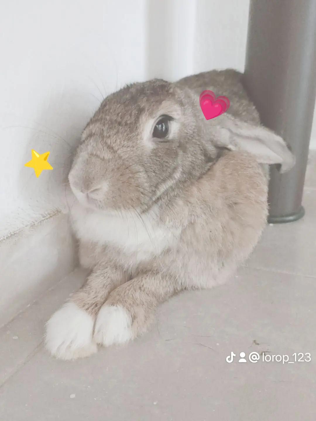@ソフィー🌹