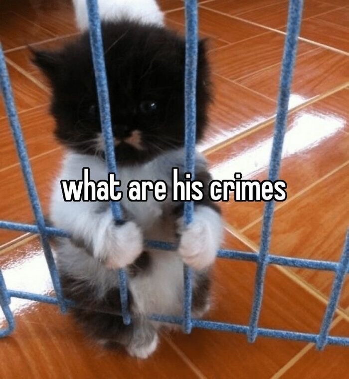 @🐾🐈🖤🤍🧡