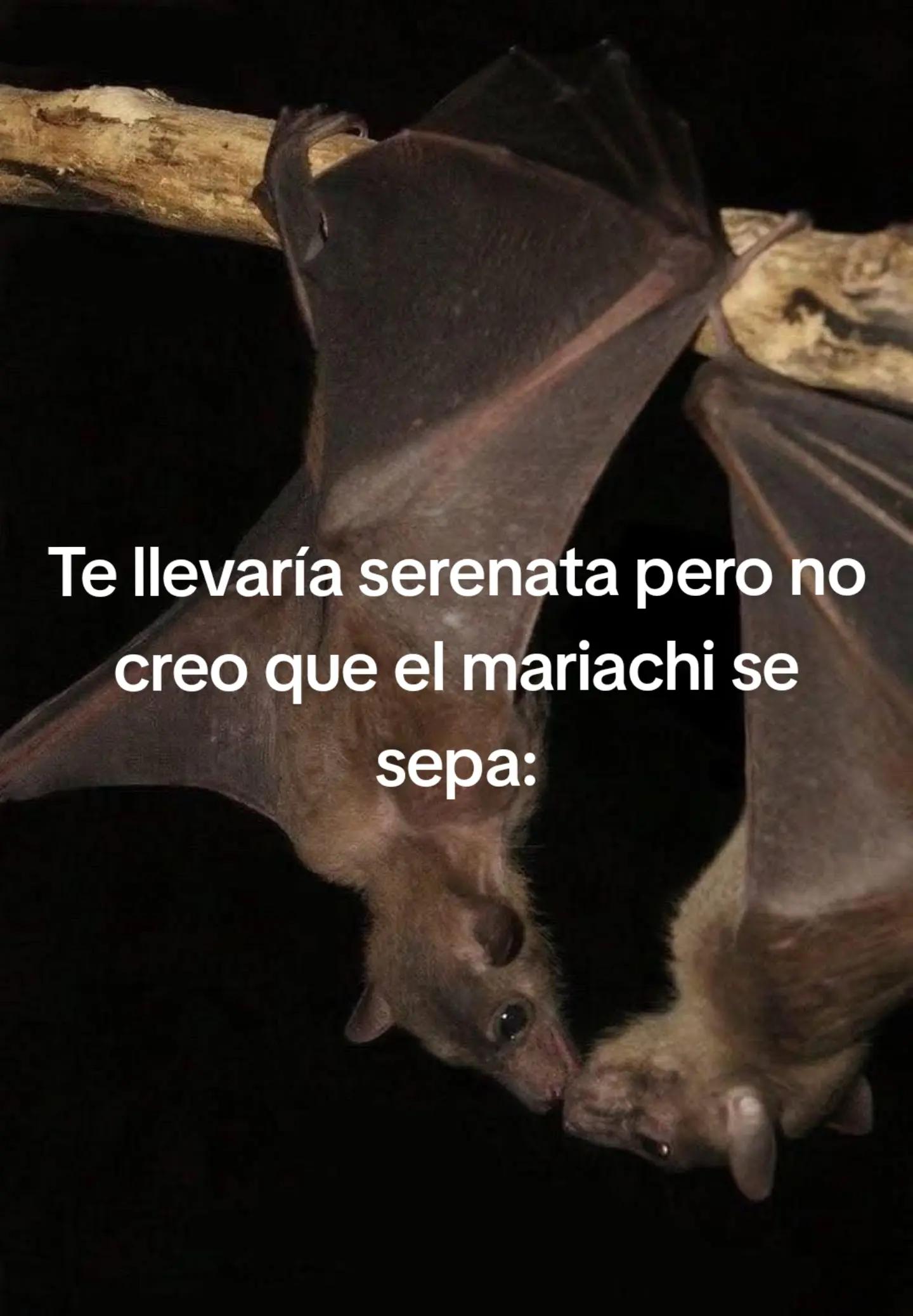 @José 🦇🩸