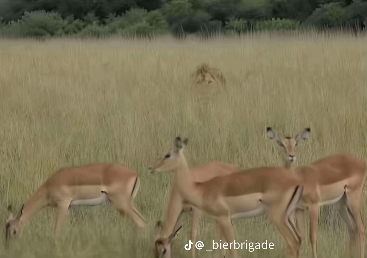 @❤️🔥_istike-Mándátár-❤️🔥