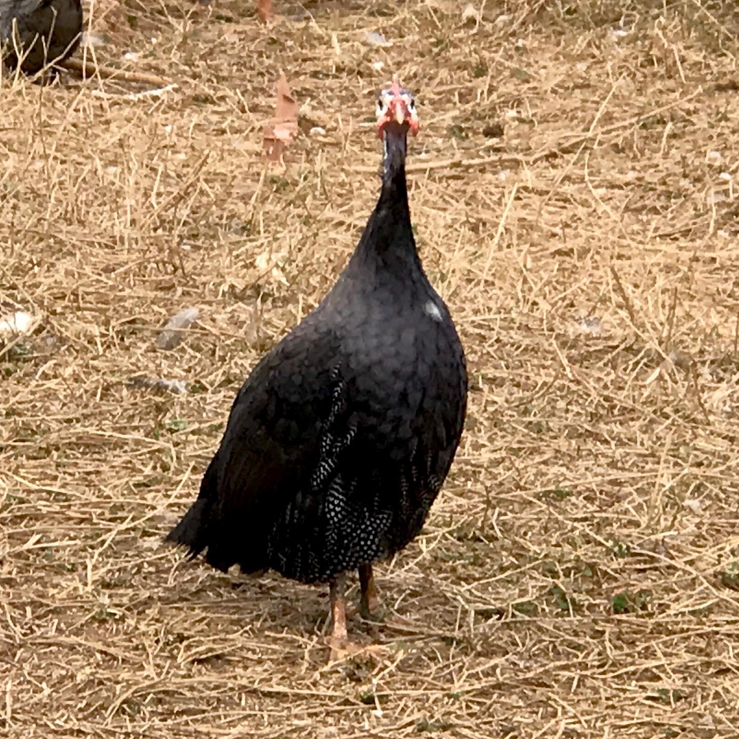 @Əziz Kürdəxanı FARM 𐱅𐰇𐰼𐰰