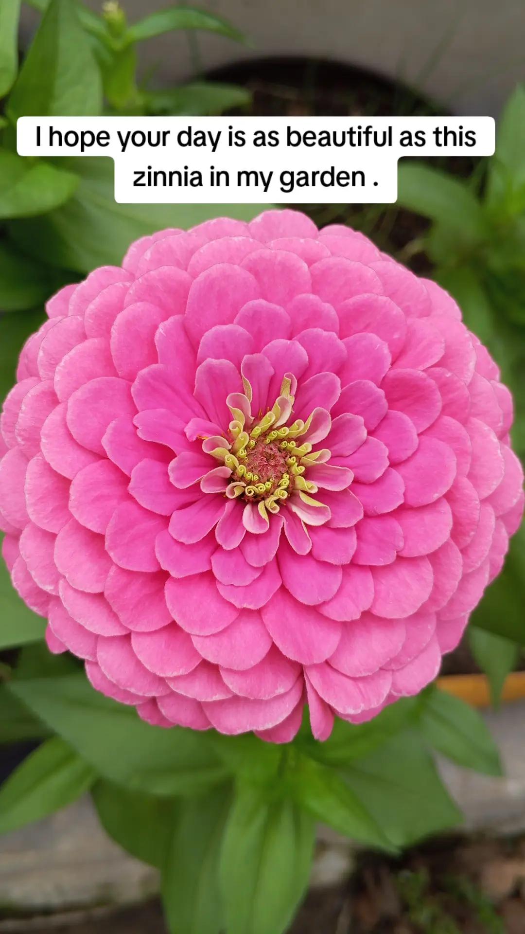 @The GenZ Gardener