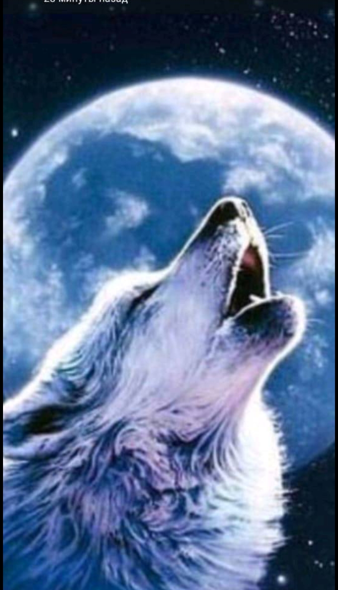 @🐺