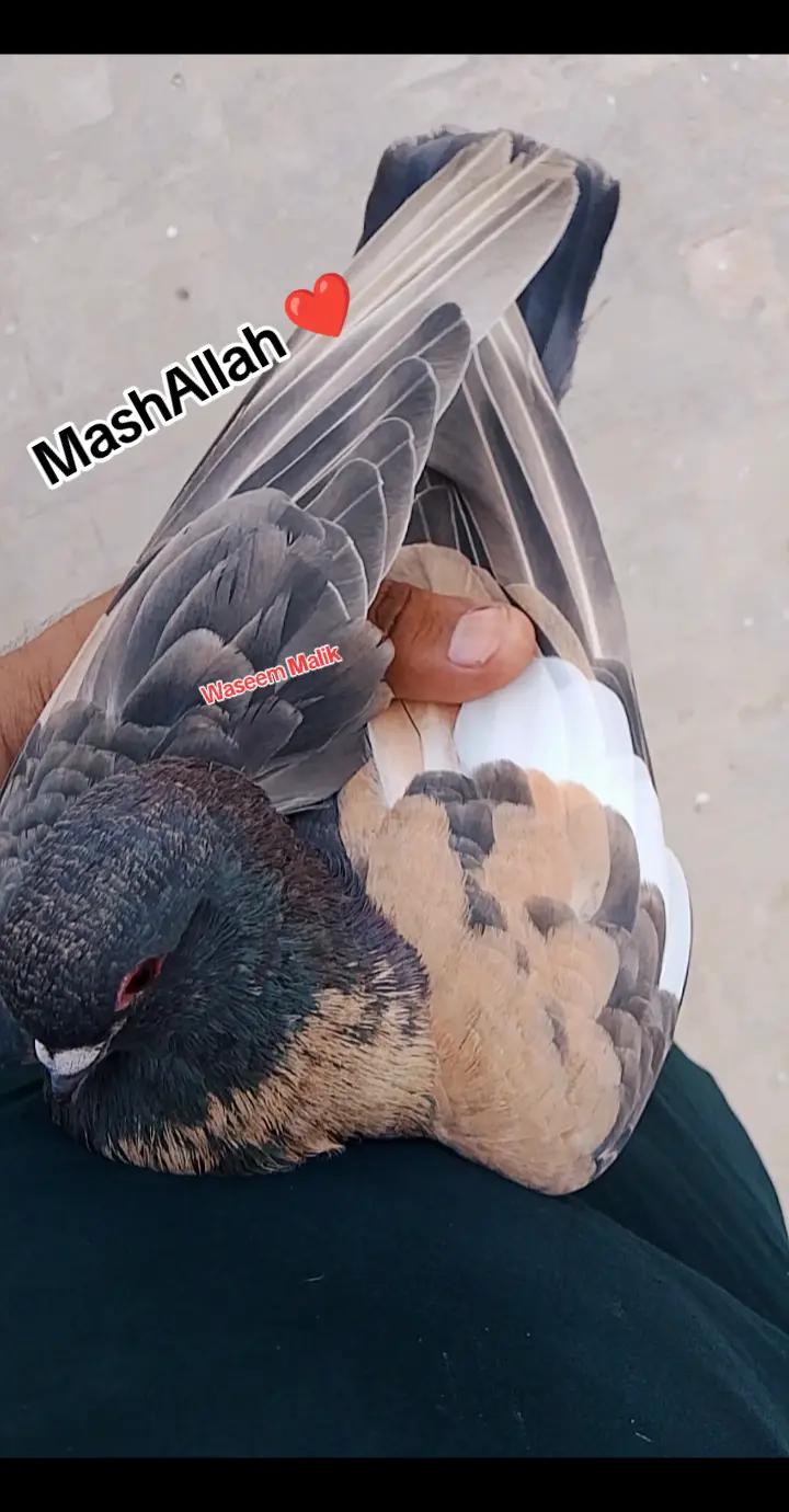 @waseem Malik