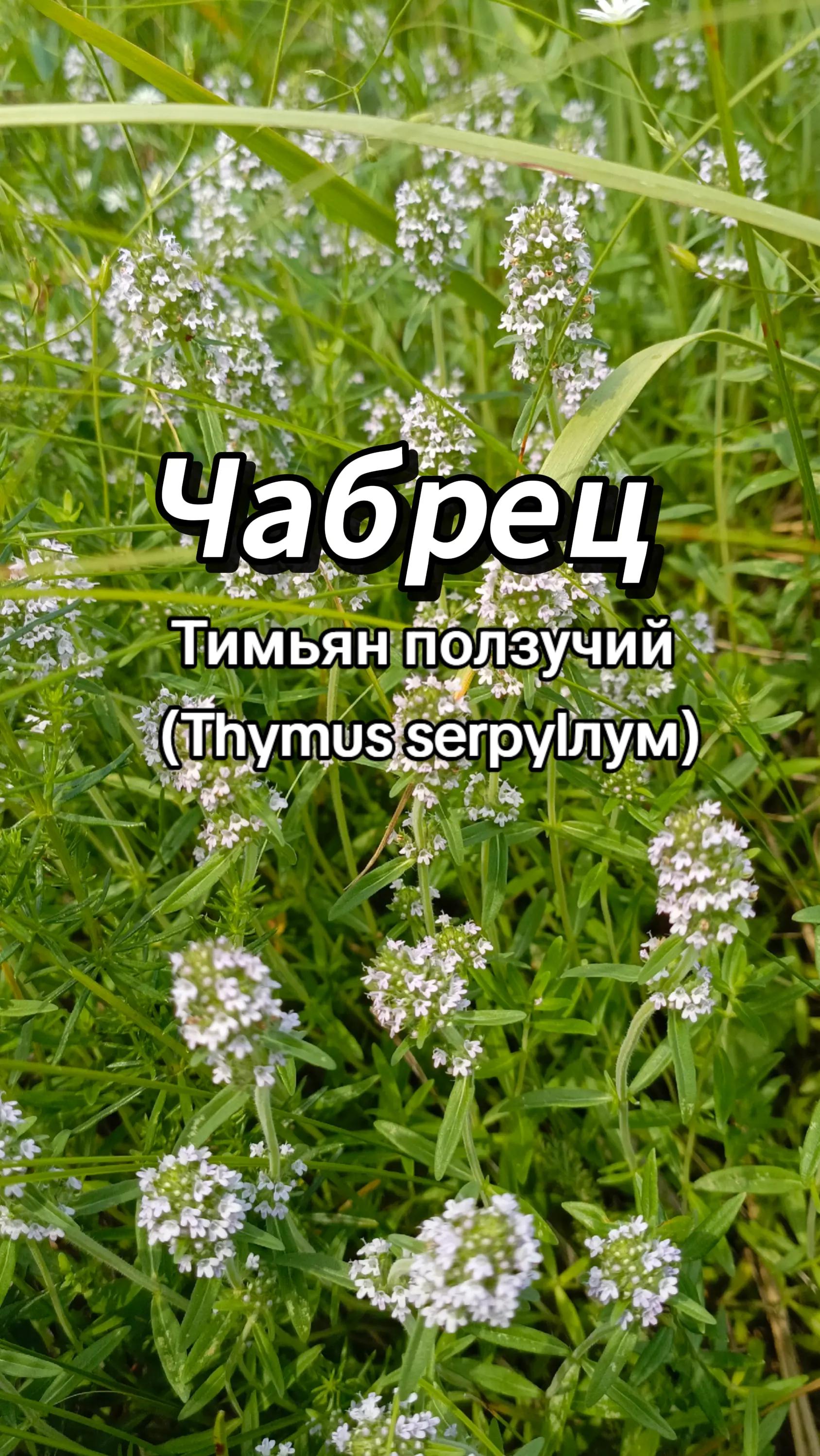 @🍃Зелёный шифр🍃