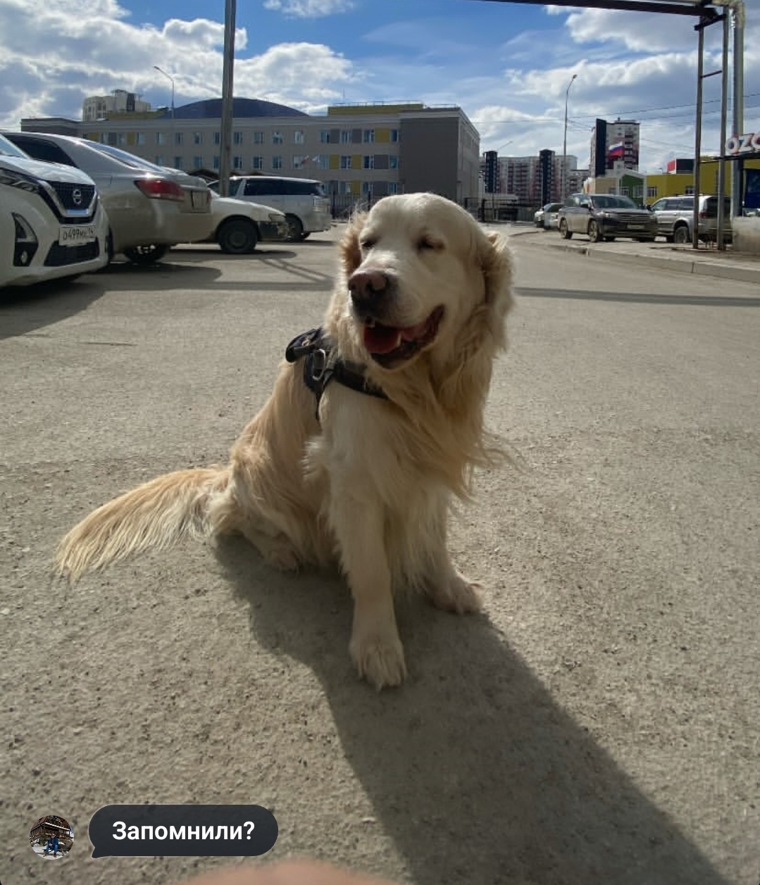 @дозер