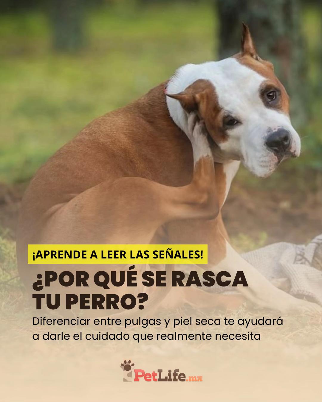 @Petlife