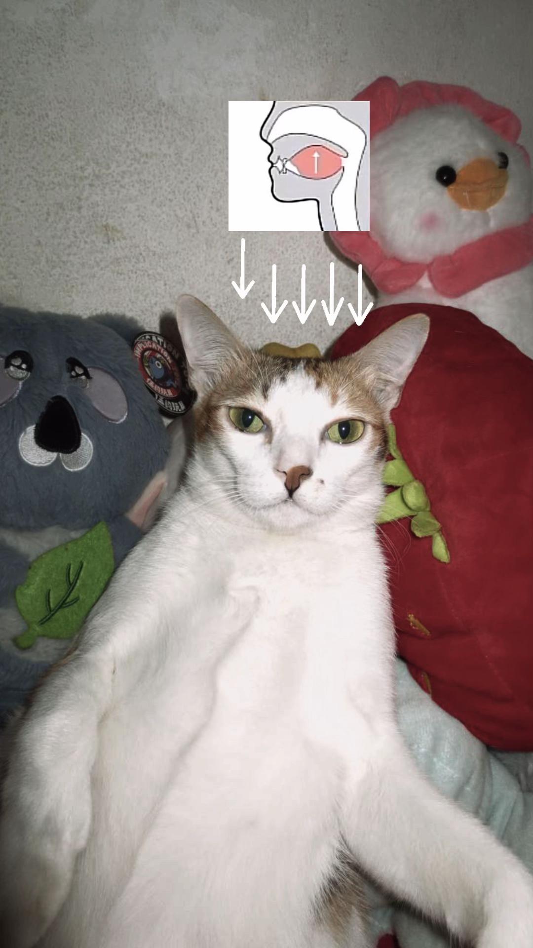 @Mew mew