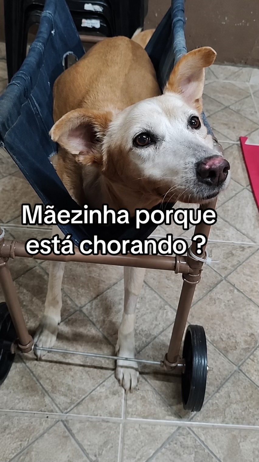 @Ajude a Lola