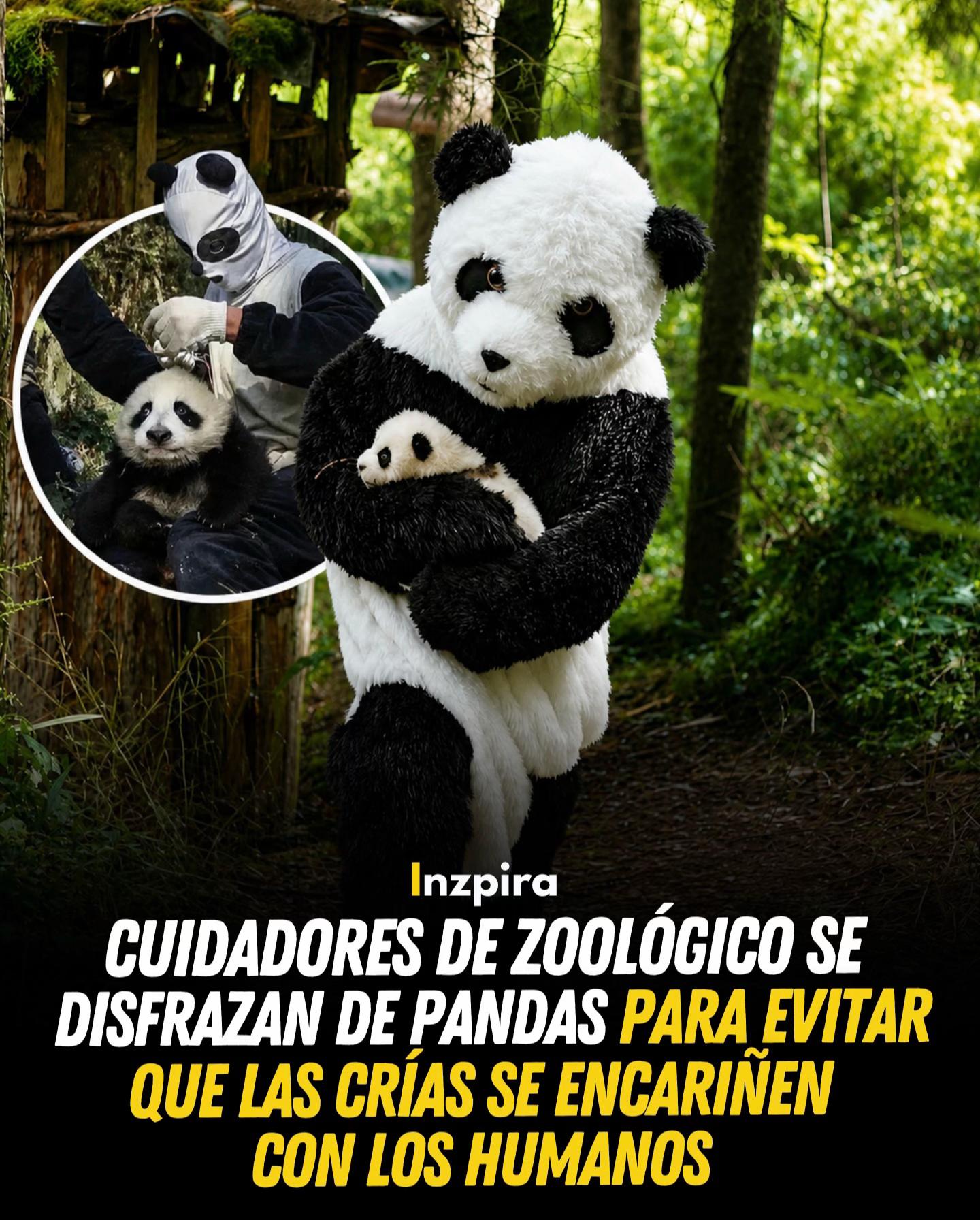@inzpira.oficial