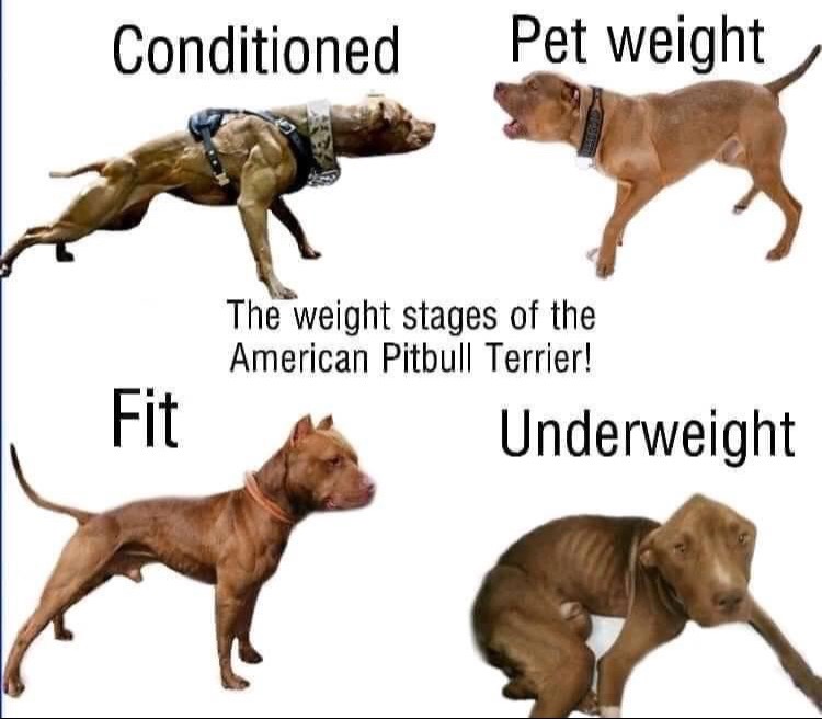 @🆘️oldsoul kennels💪🏼💯🔥🆘️
