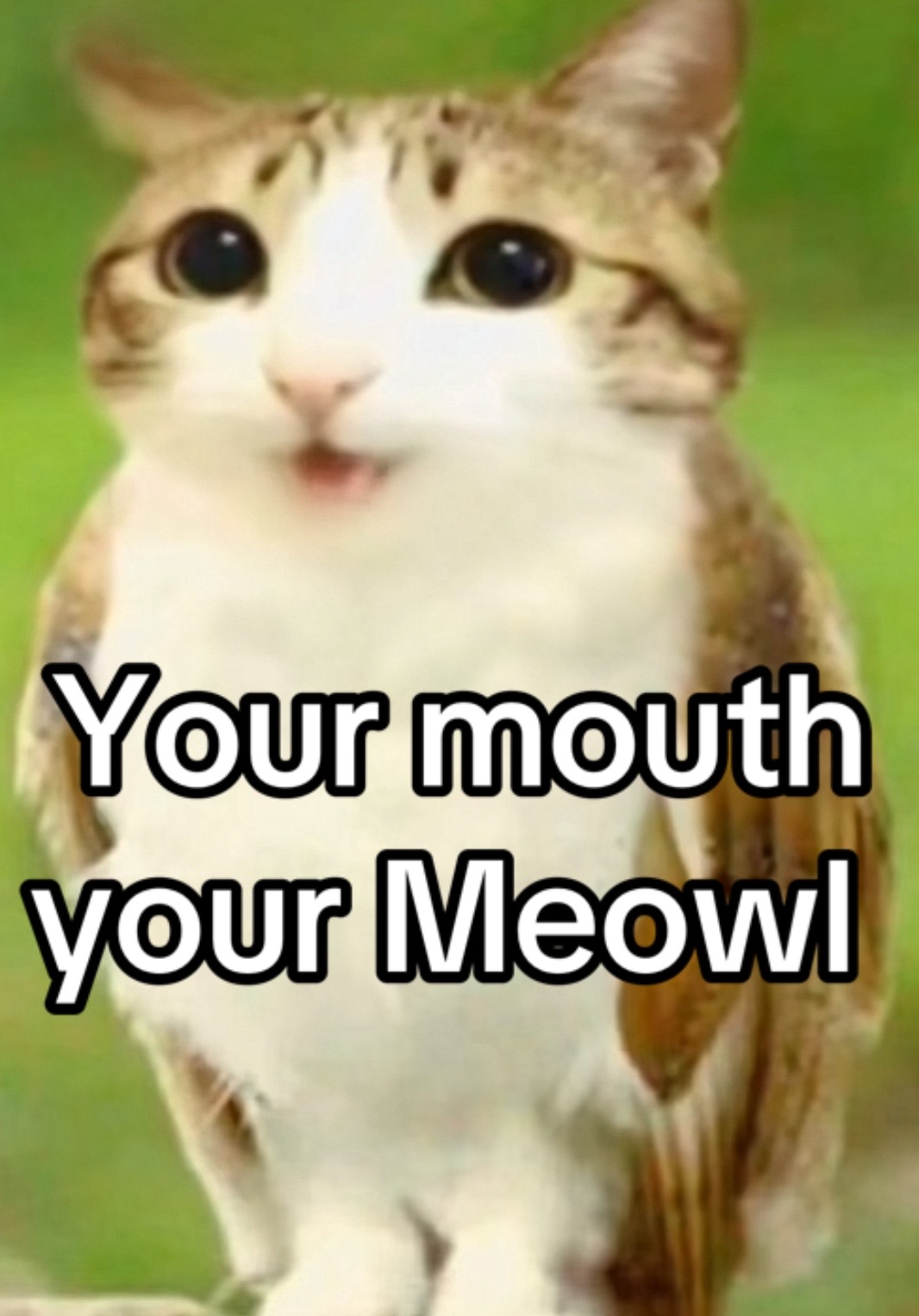 @Any meme