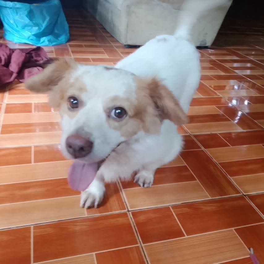 @MyanmarStreetAnimalProtection