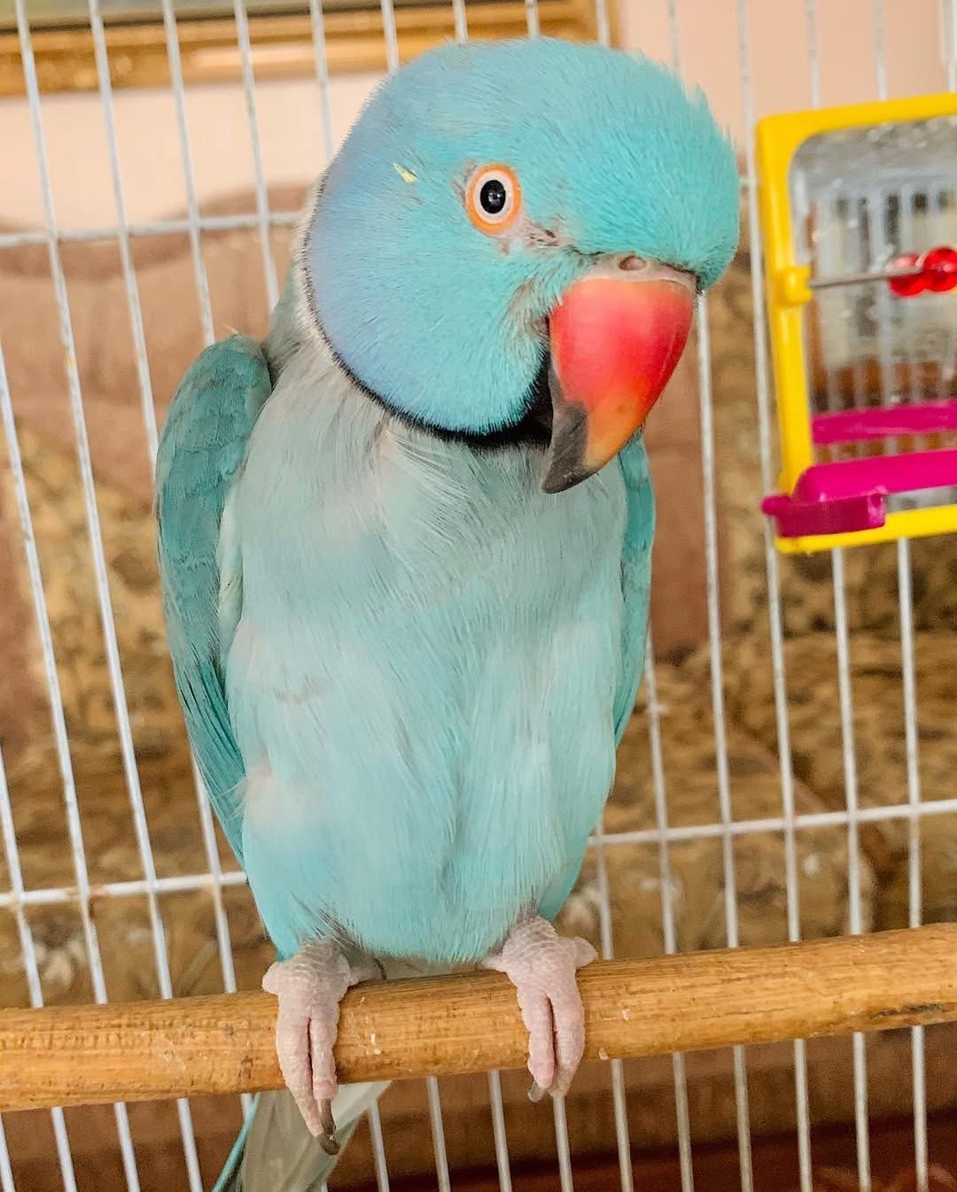 @Ring-necked Parakeets