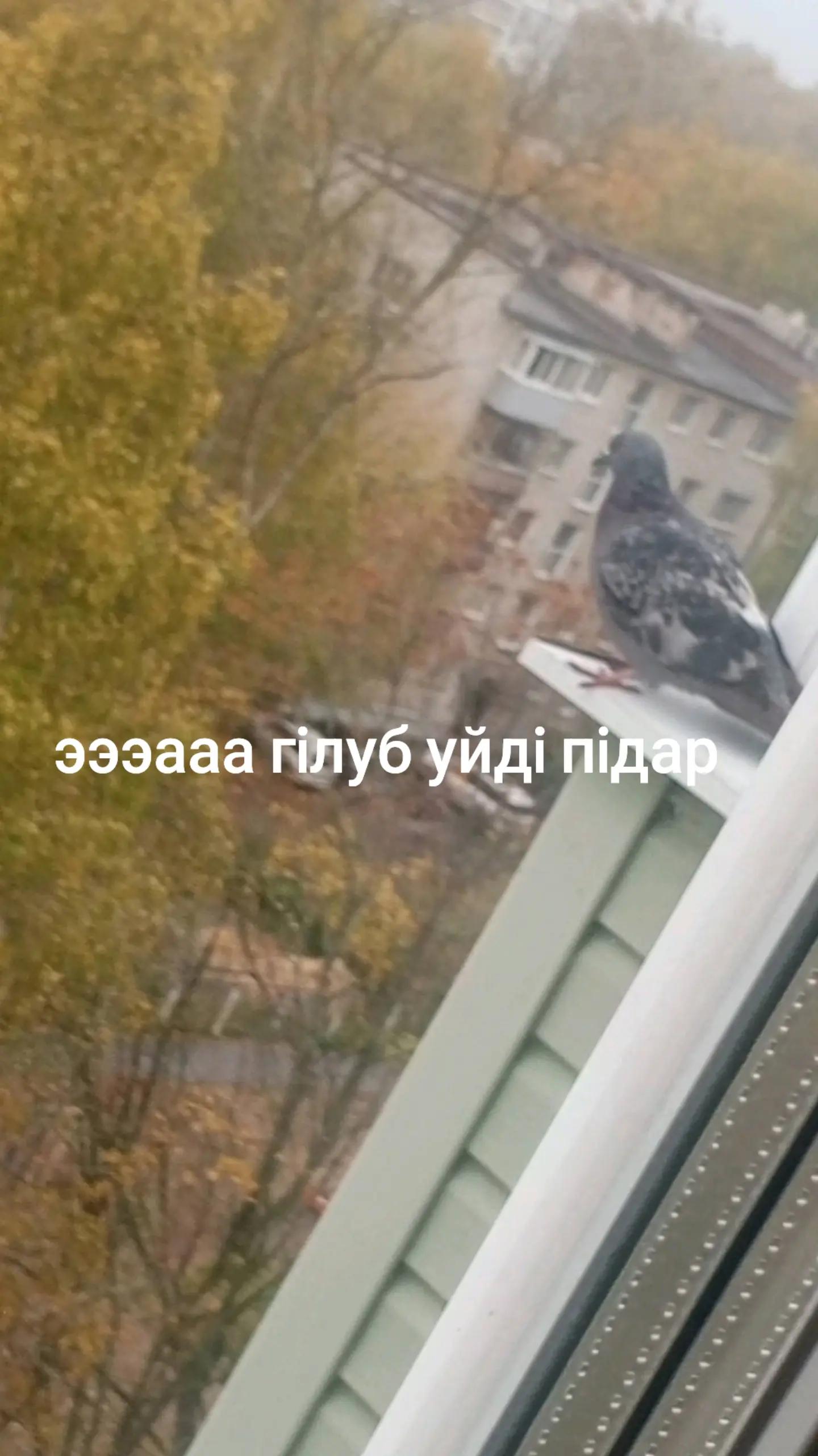 @птсюн