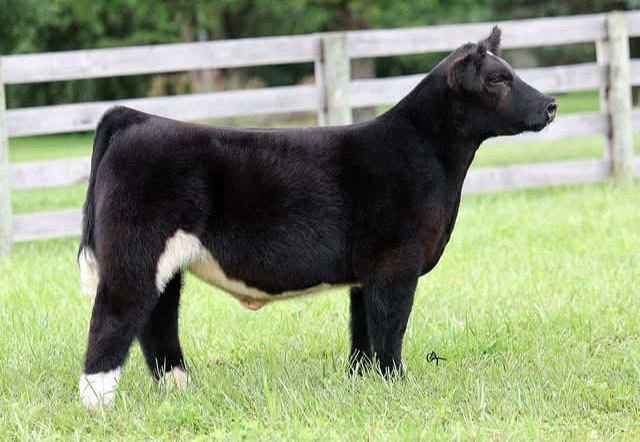 @Matt Lautner Cattle USA