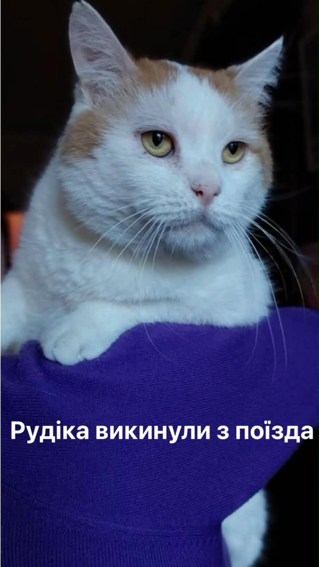 @Алиса