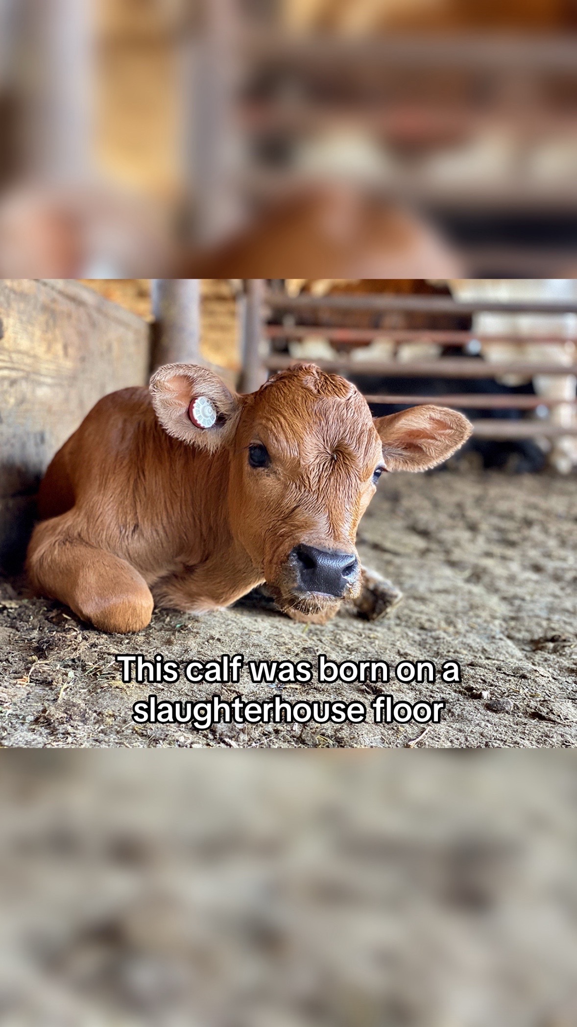 @The Gentle Barn | Sanctuary