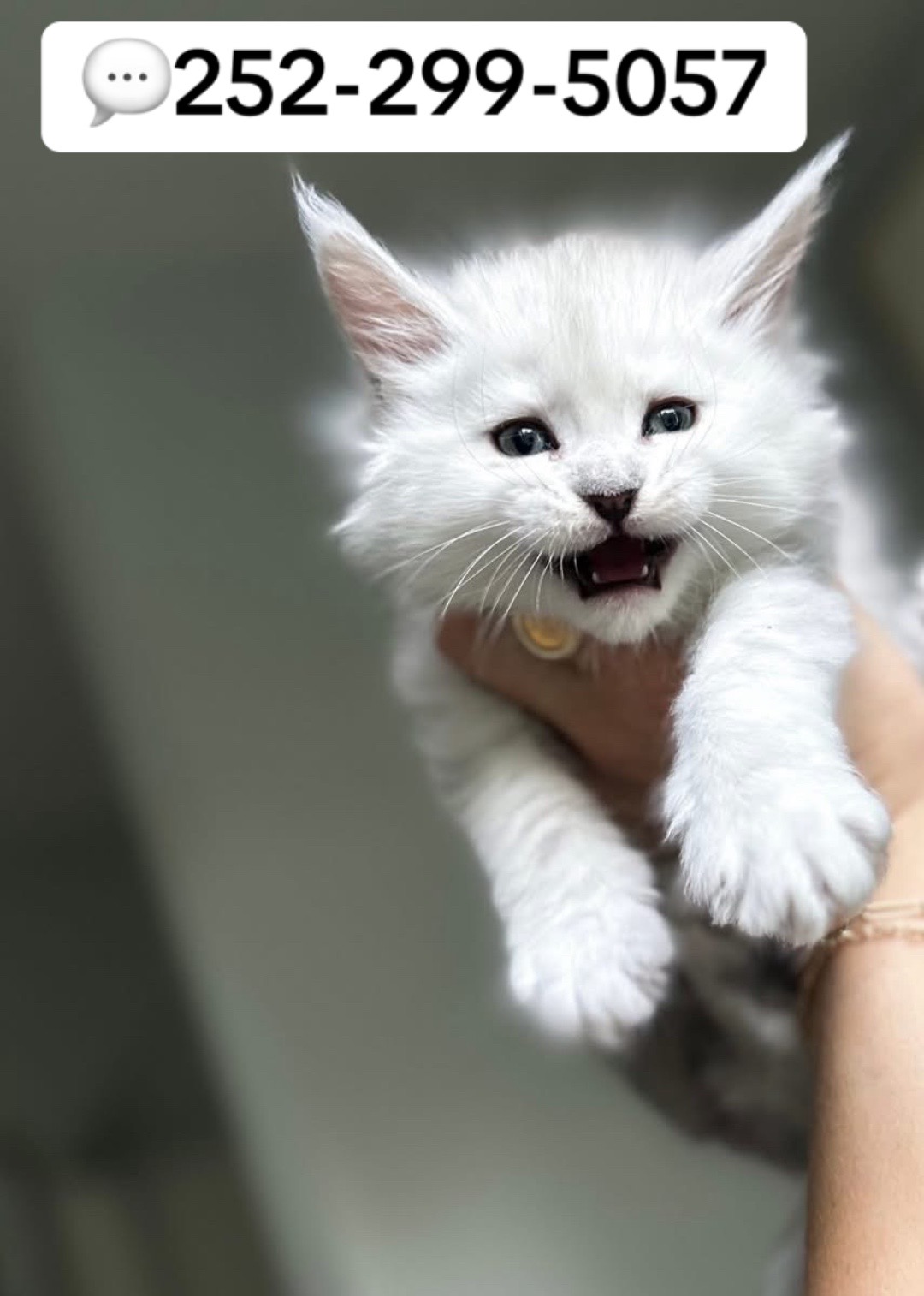 @blackkitties