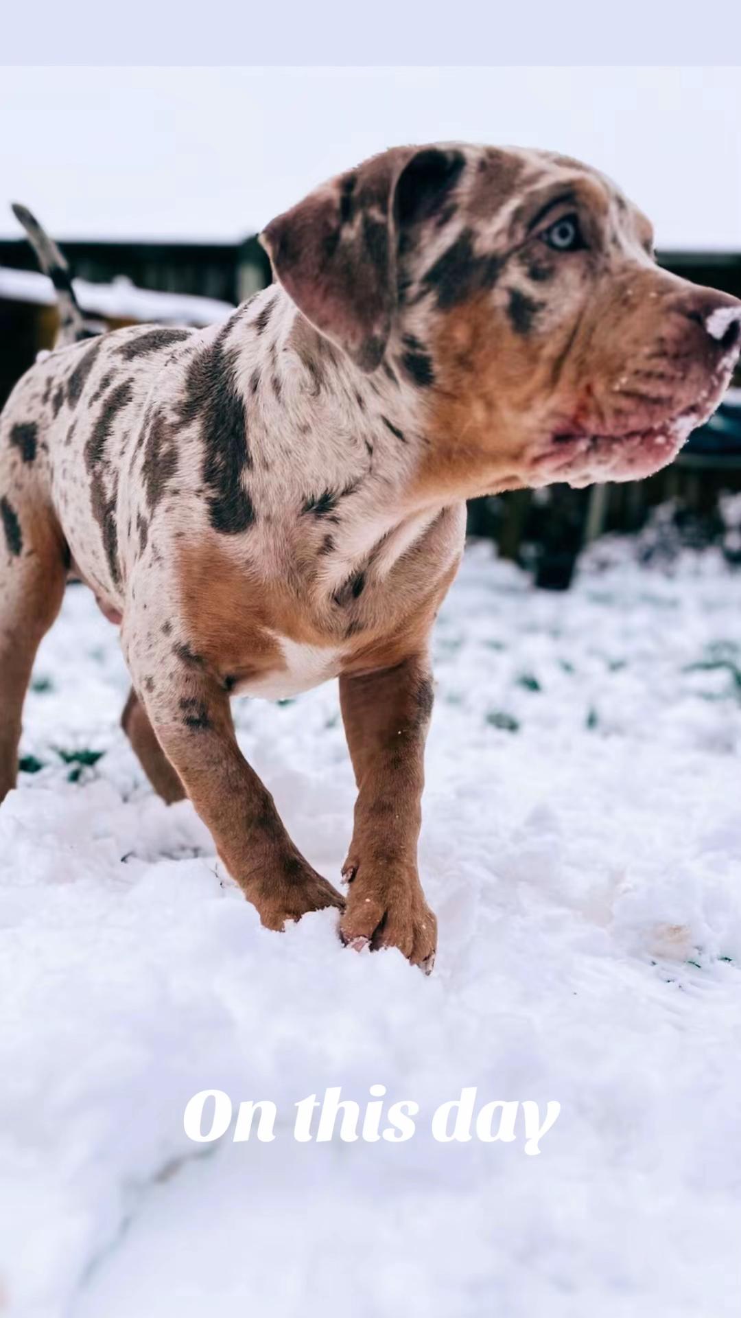 @certidogzuk
