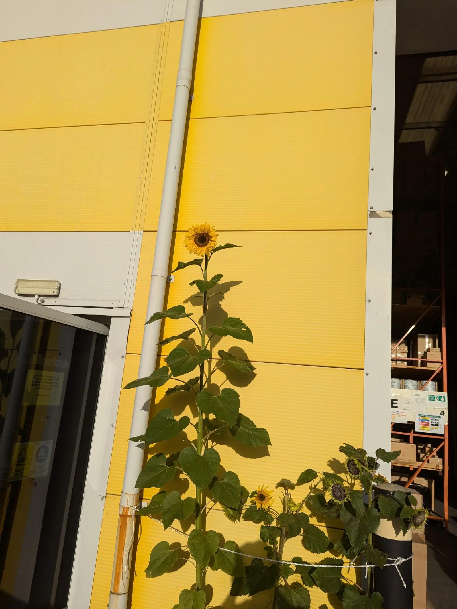@Lumberjacklavs