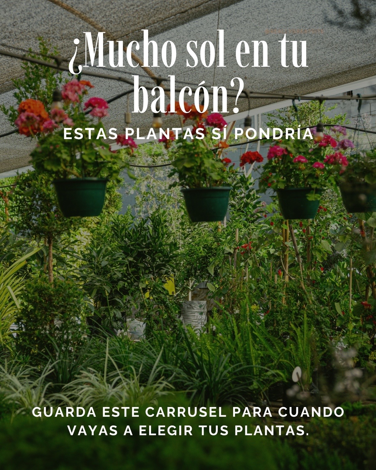 @Macetare Garden Shop Ecuador