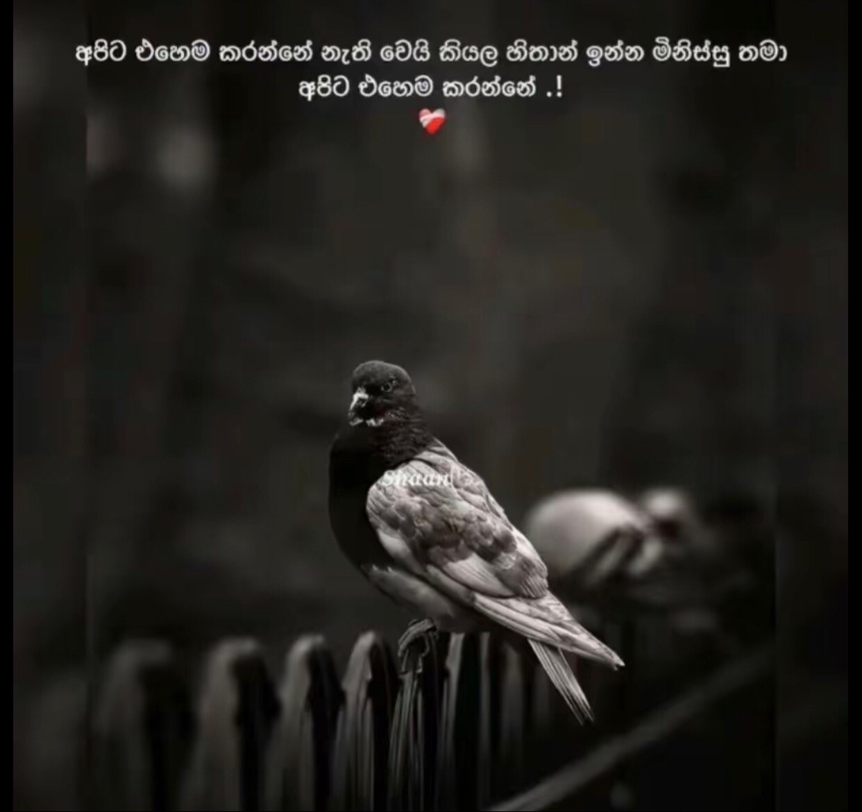 @🦋Ãzar_Ñ🦋