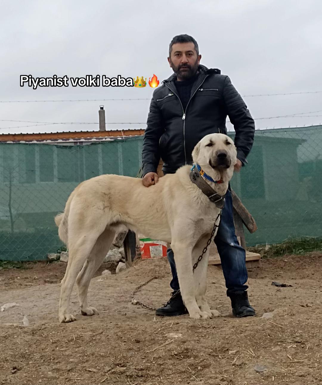 @kangalcı serkan