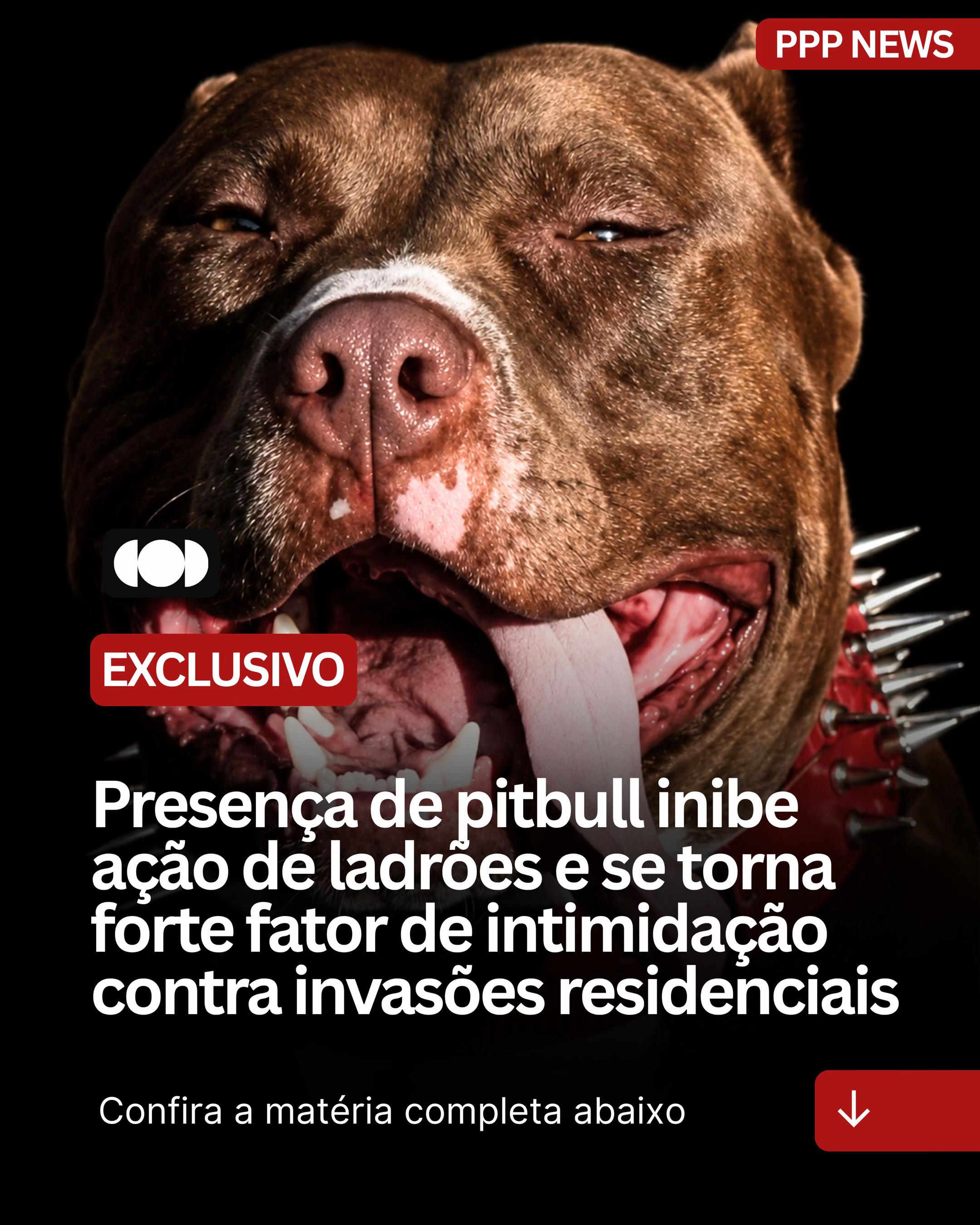 @PITBULL PLANET