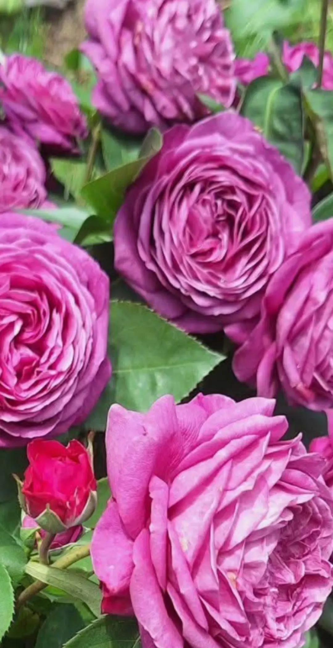 @NebihaAlparslan1975
