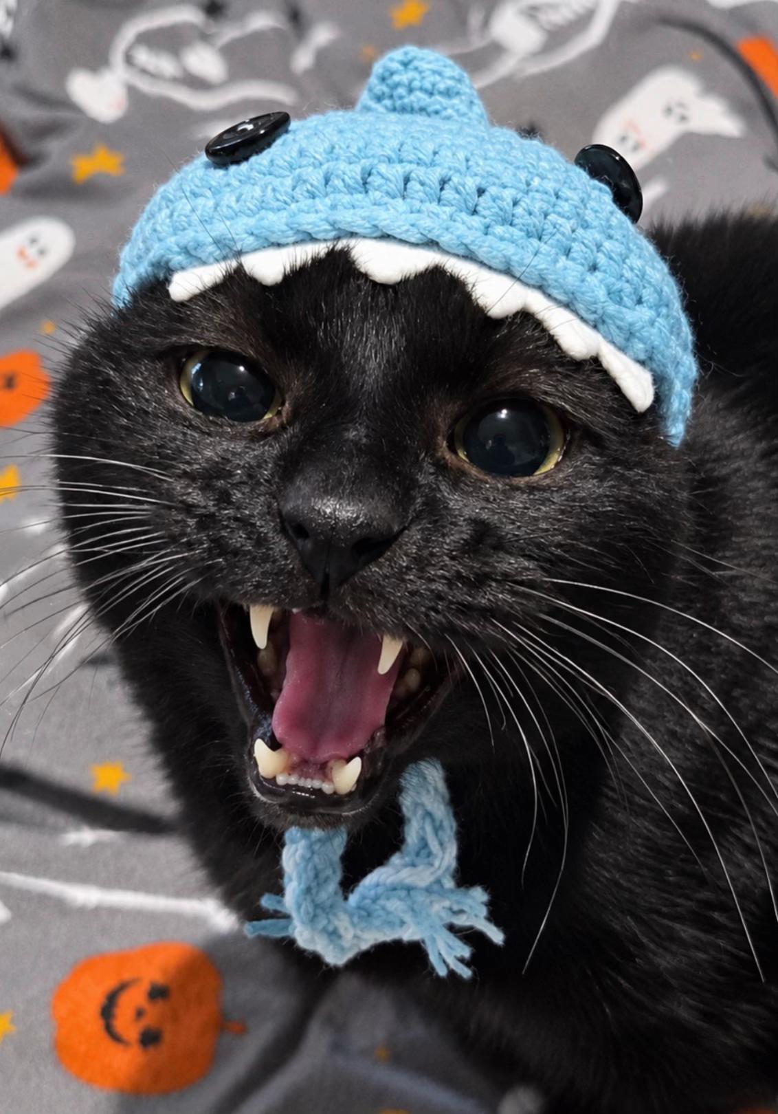 @Teefie_tribe 🐈⬛🐈⬛🐈🦷🦷