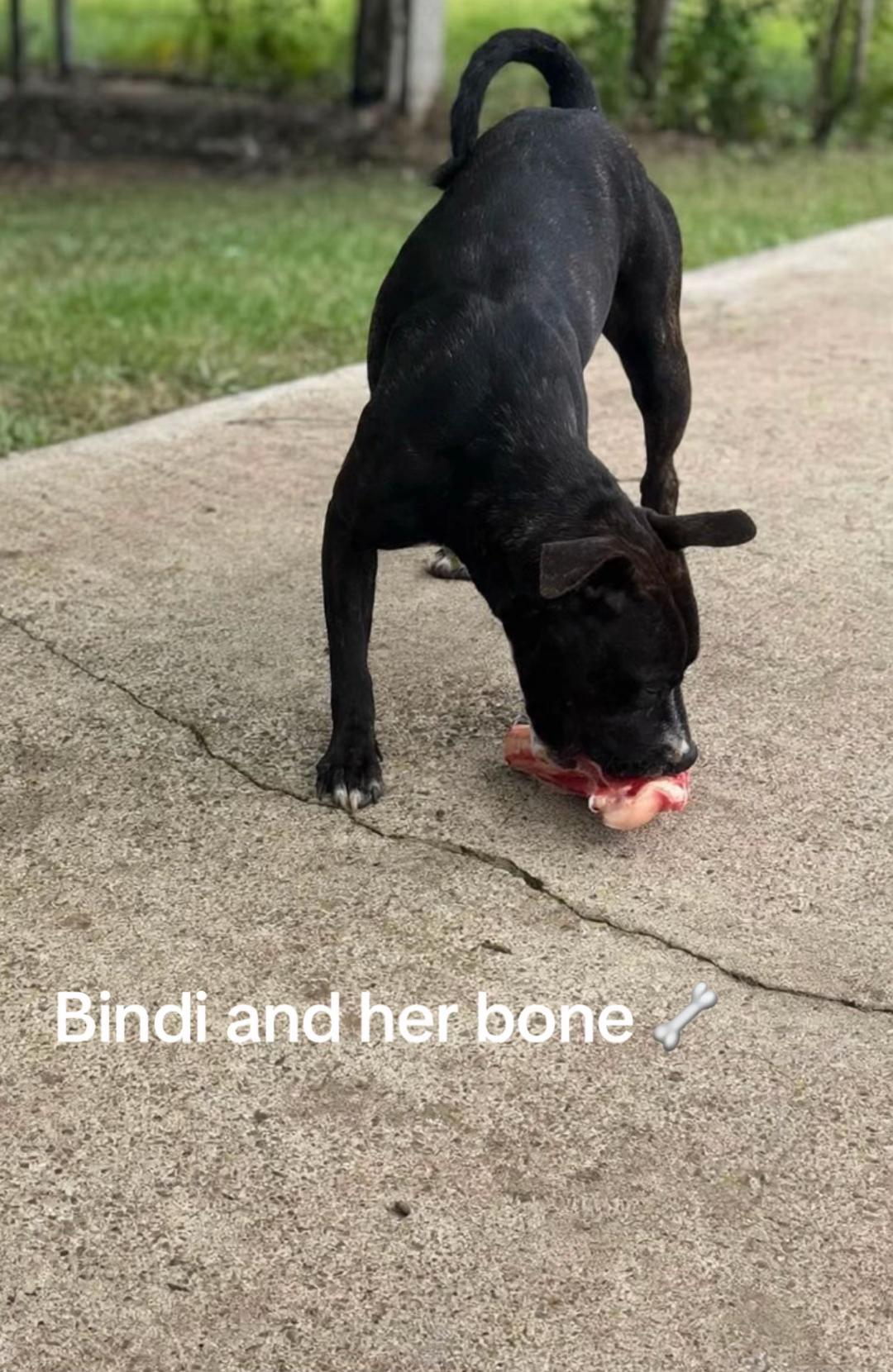 @Judd (just us deserving dogs)