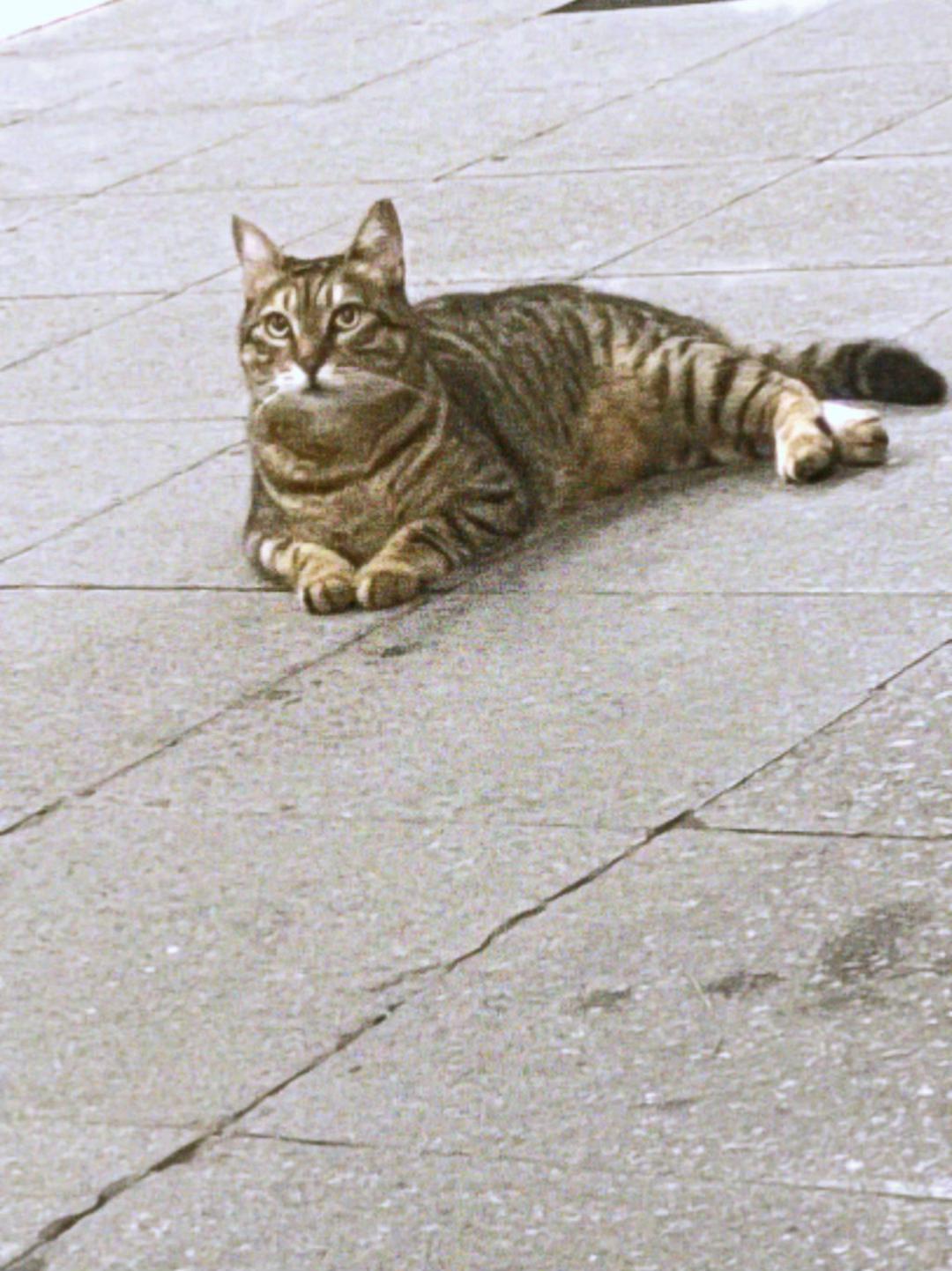 @Hilal yelekçi