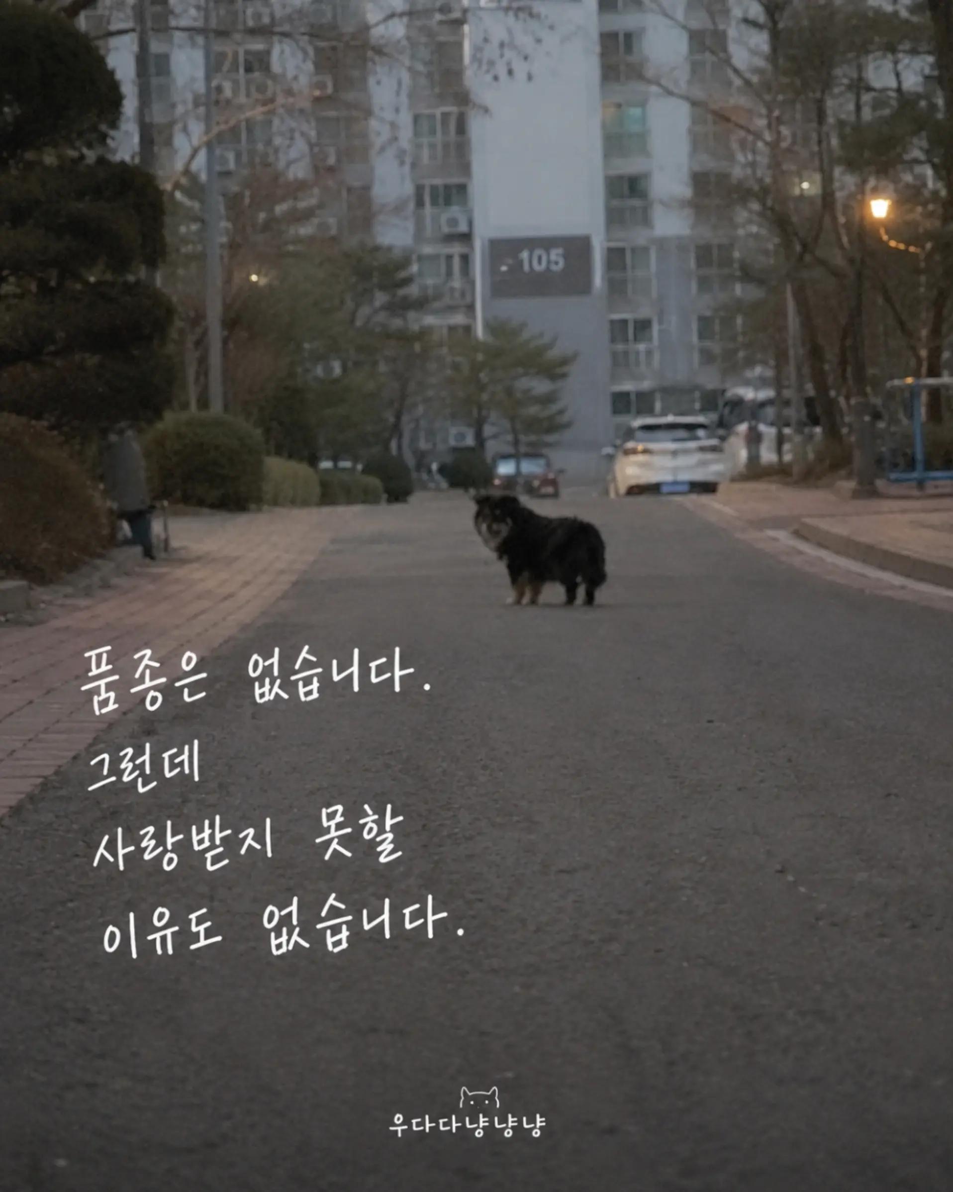 @우다다냥냥냥