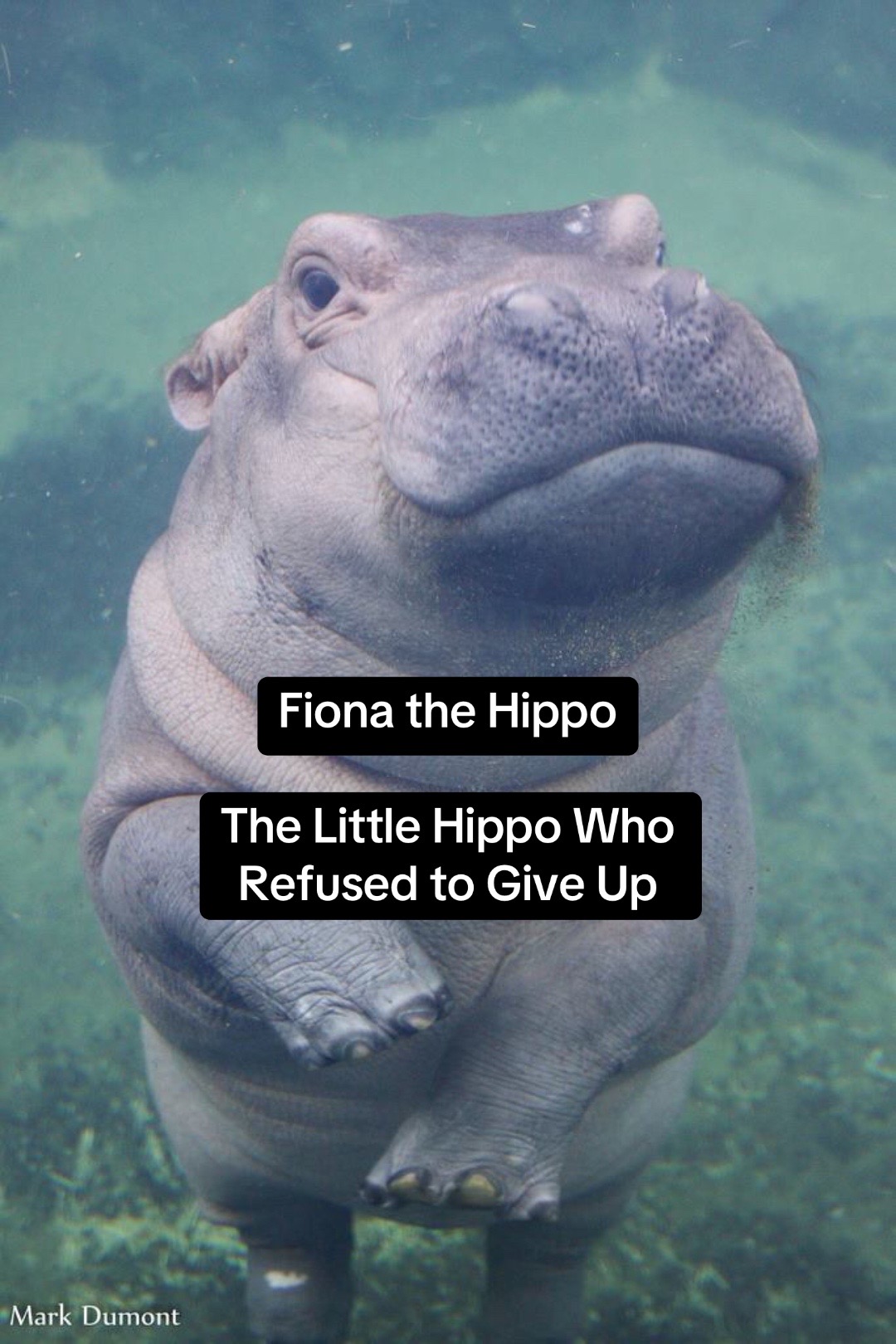 @AnimalTime