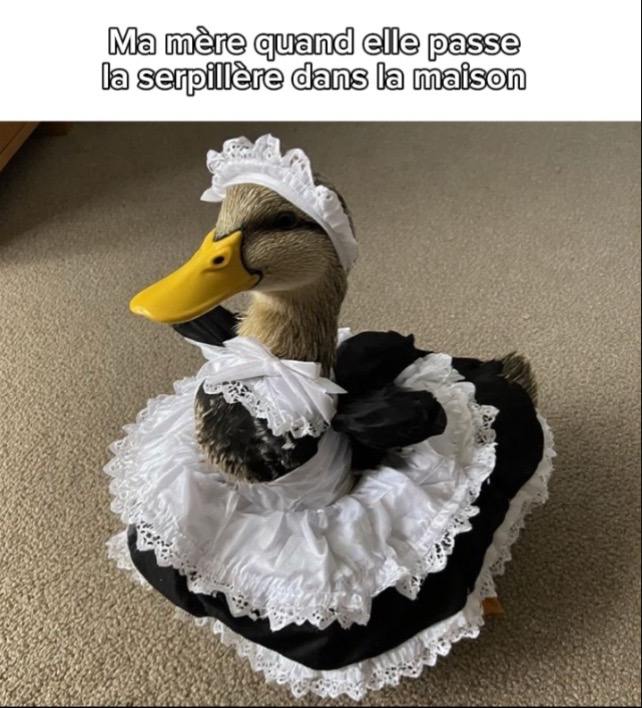 @d4l1_blgcm