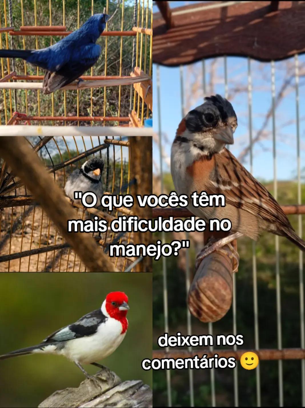 @JR_DO_AZULAOšµ