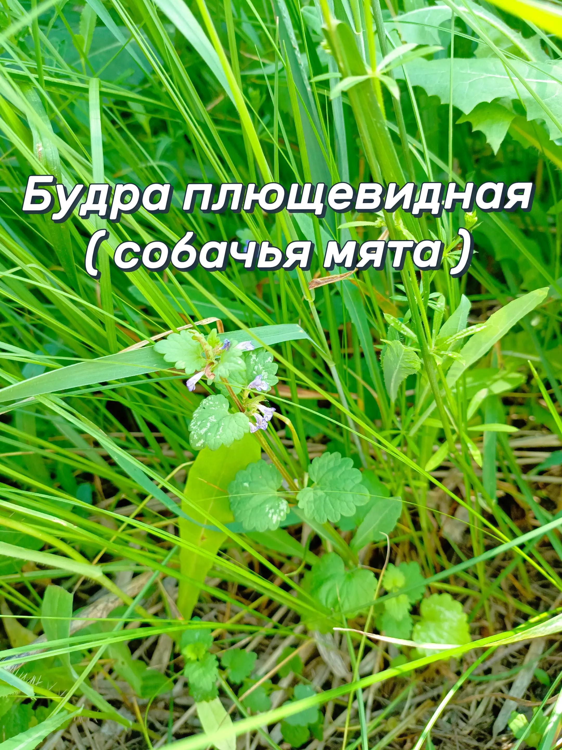 @🍃Зелёный шифр🍃