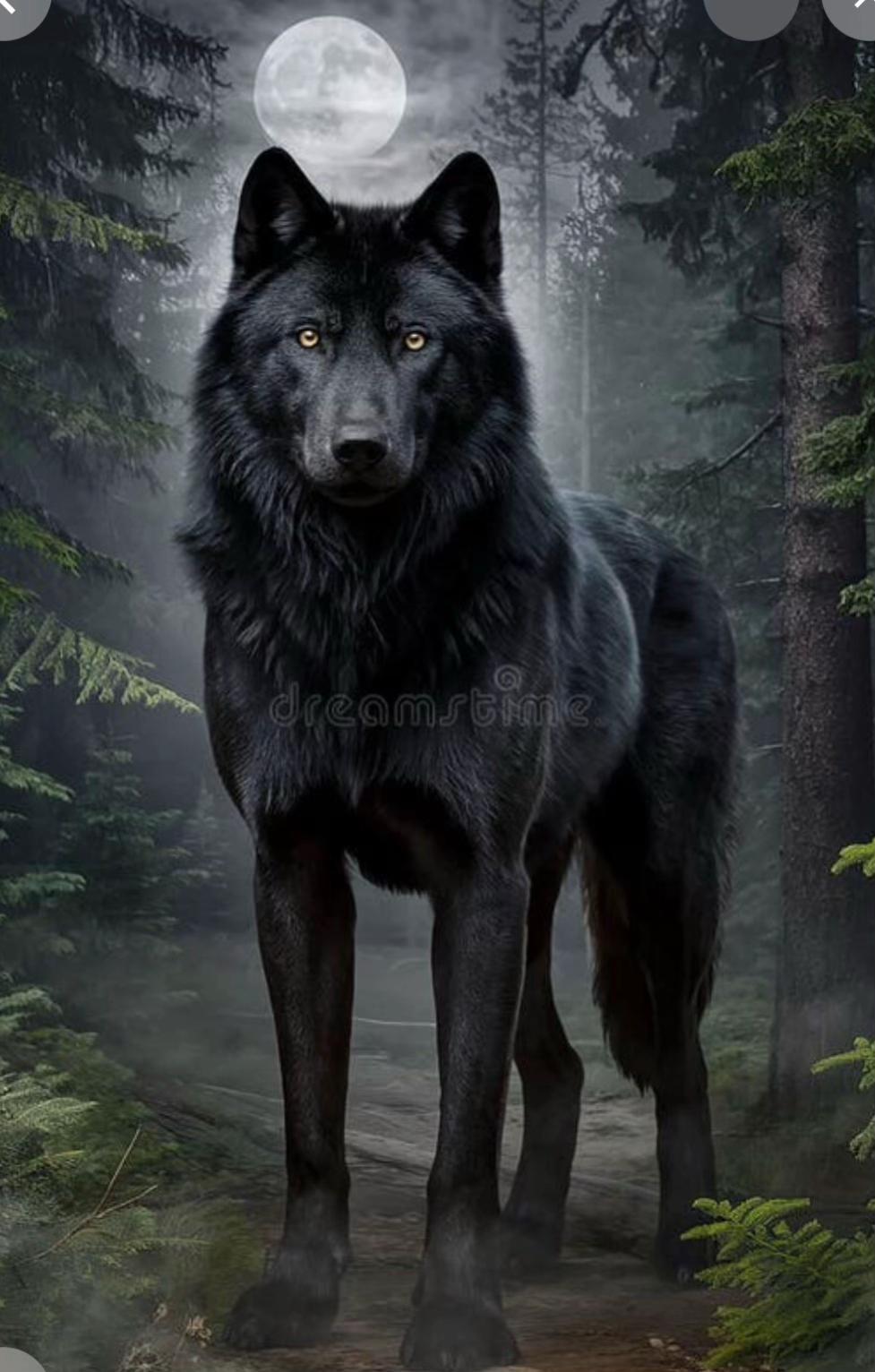 @BLACK-WOLF