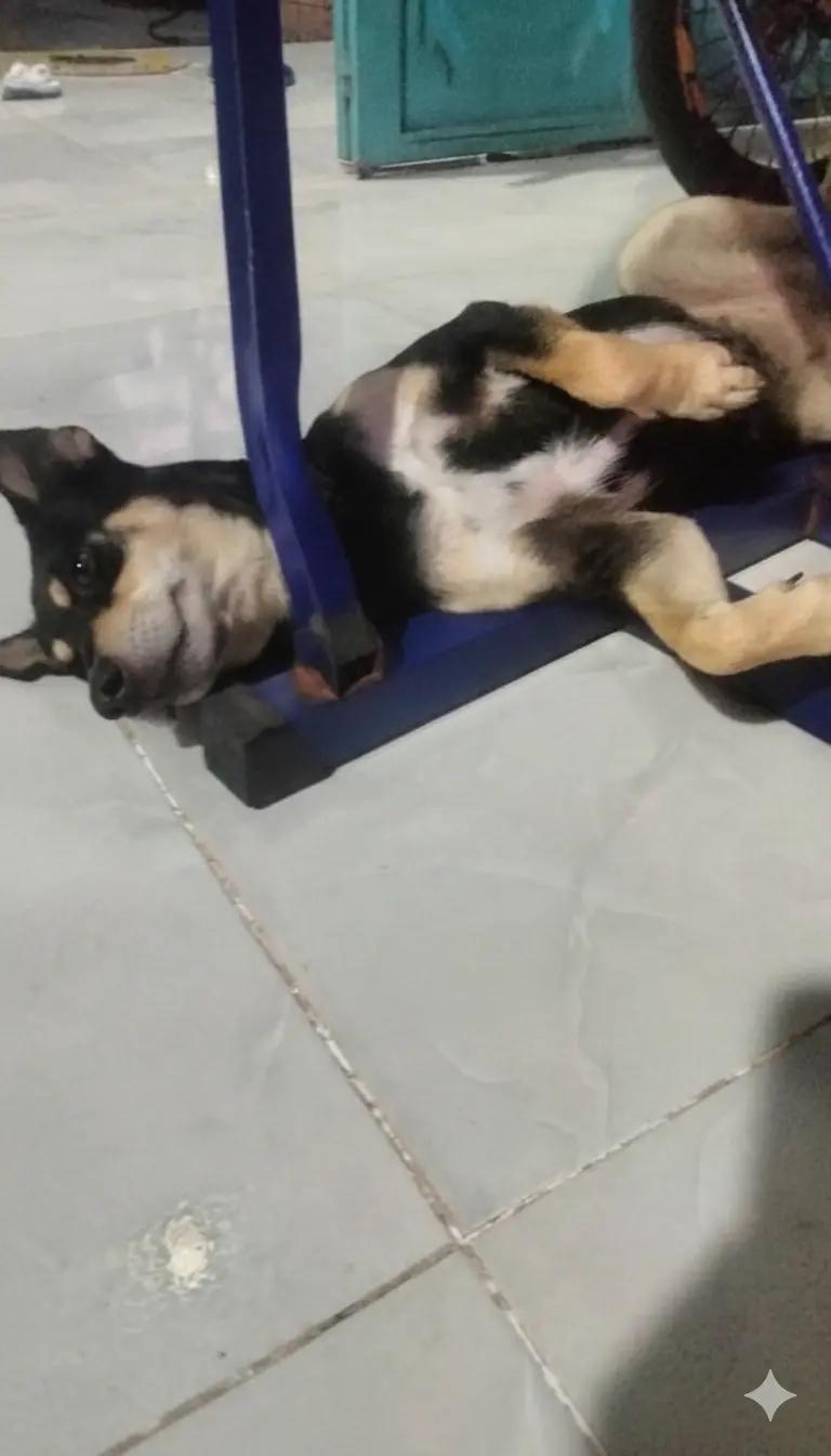 @𝐗𝐗