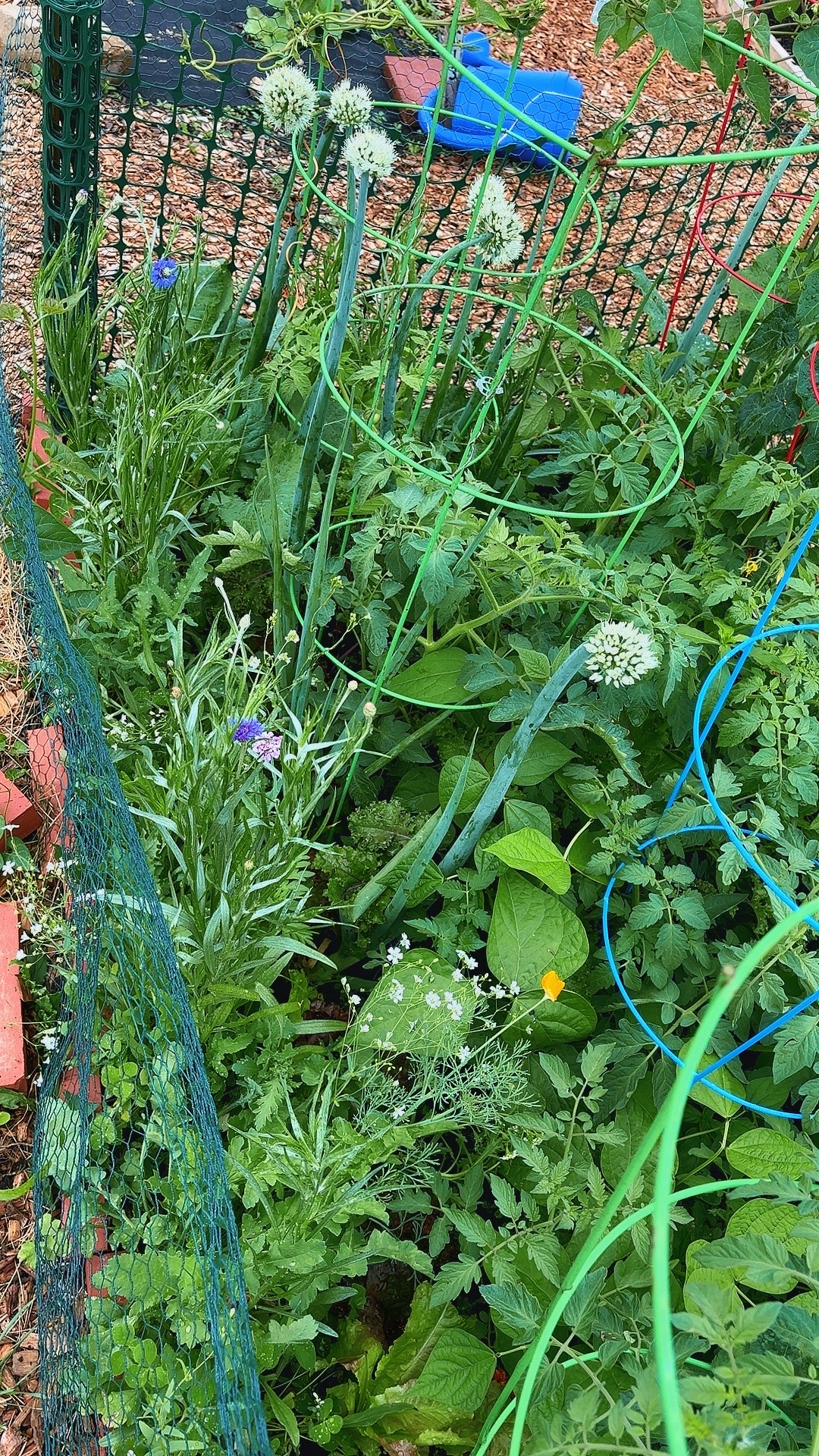 @greengirlgardens
