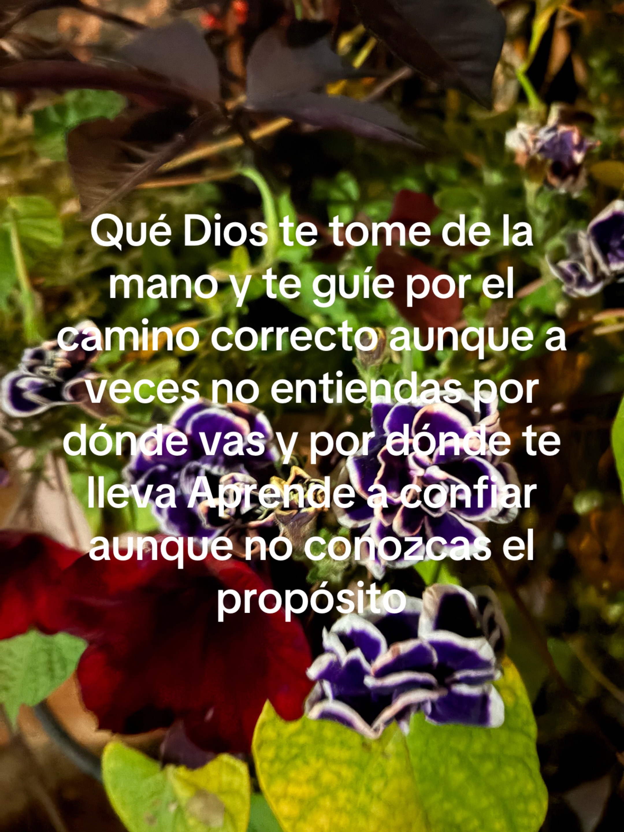 @Araceli vences